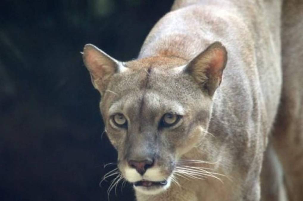 Un 'runner' salva su vida y asesina con sus propias manos a un puma en EUA