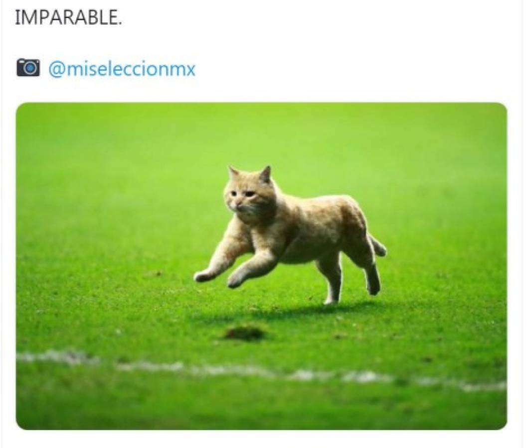 El gato, protagonista de los memes del sufrido triunfo de México ante Bermudas