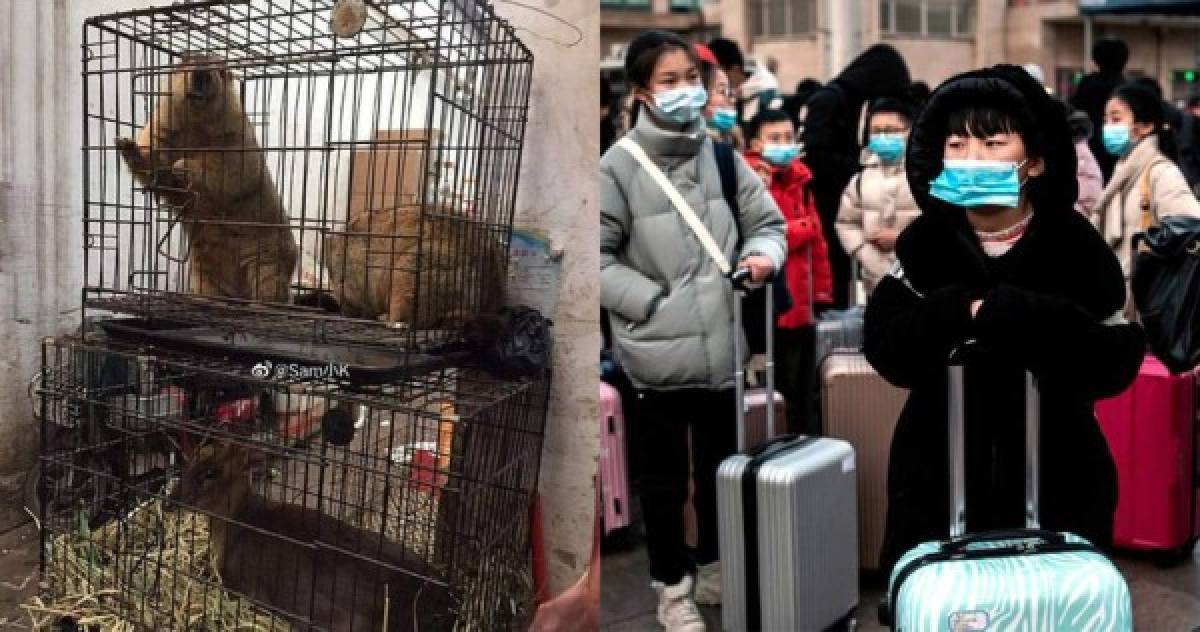 China vuelve a la venta de animales domésticos y murciélagos tras superar el coronavirus