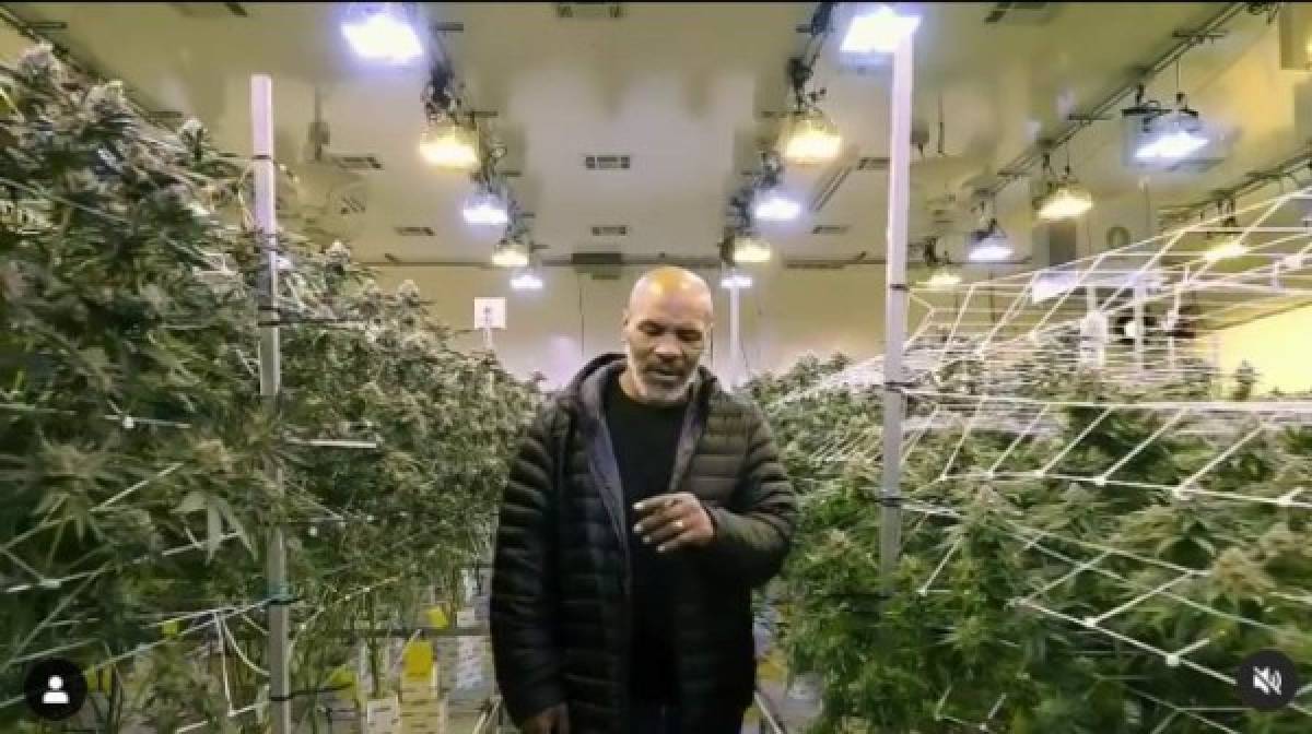Así es la vida de millonario de Mike Tyson: Su gran negocio de marihuana, mansiones y autos