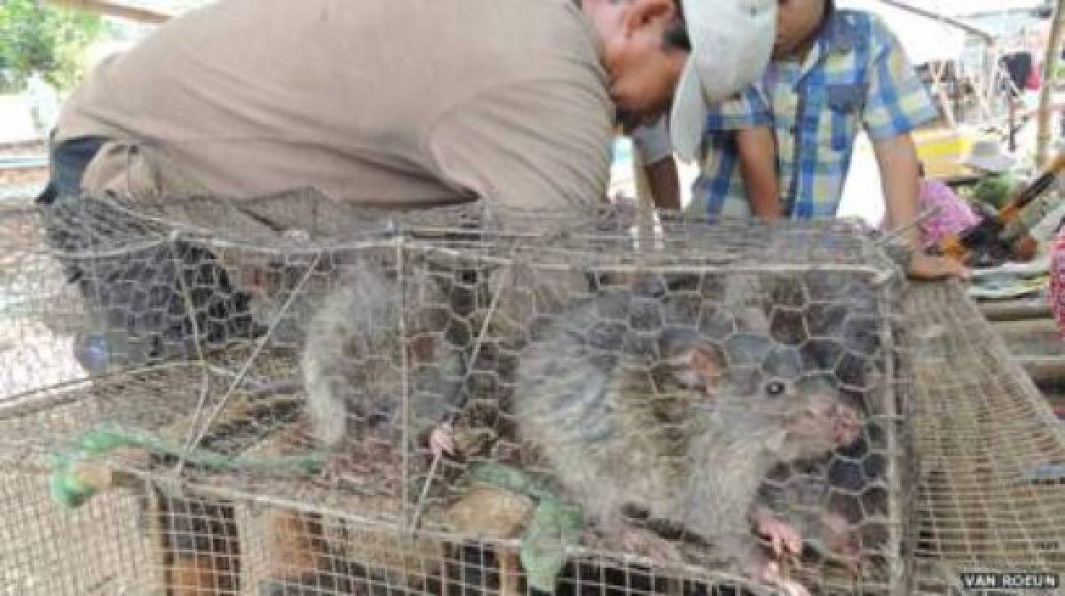 Las enormes ratas que China tenía preparadas como plato gourmet antes del coronavirus