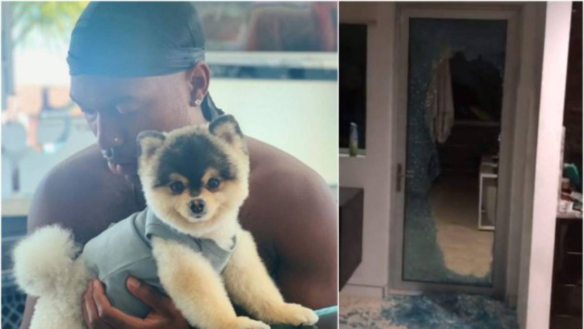 Caso Sturridge: Los futbolistas y su amor a las mascotas; perros, gatos y hasta un cerdito