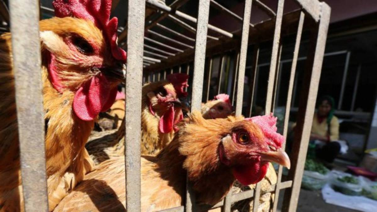 Los animales que China permitirá para el consumo humano ante la tragedia por coronavirus