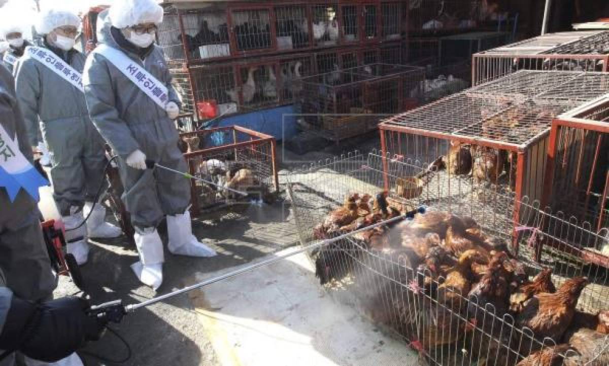 ¡Coronavirus! China prohíbe venta y consumo de carne de animales silvestres en Wuhan
