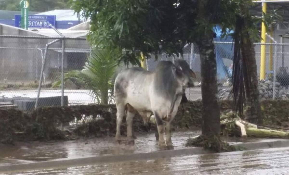 Fuertes imágenes de Costa Rica tras el paso del huracán Otto