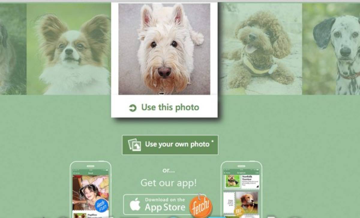 Microsoft presenta aplicación que identifica la raza de un perro