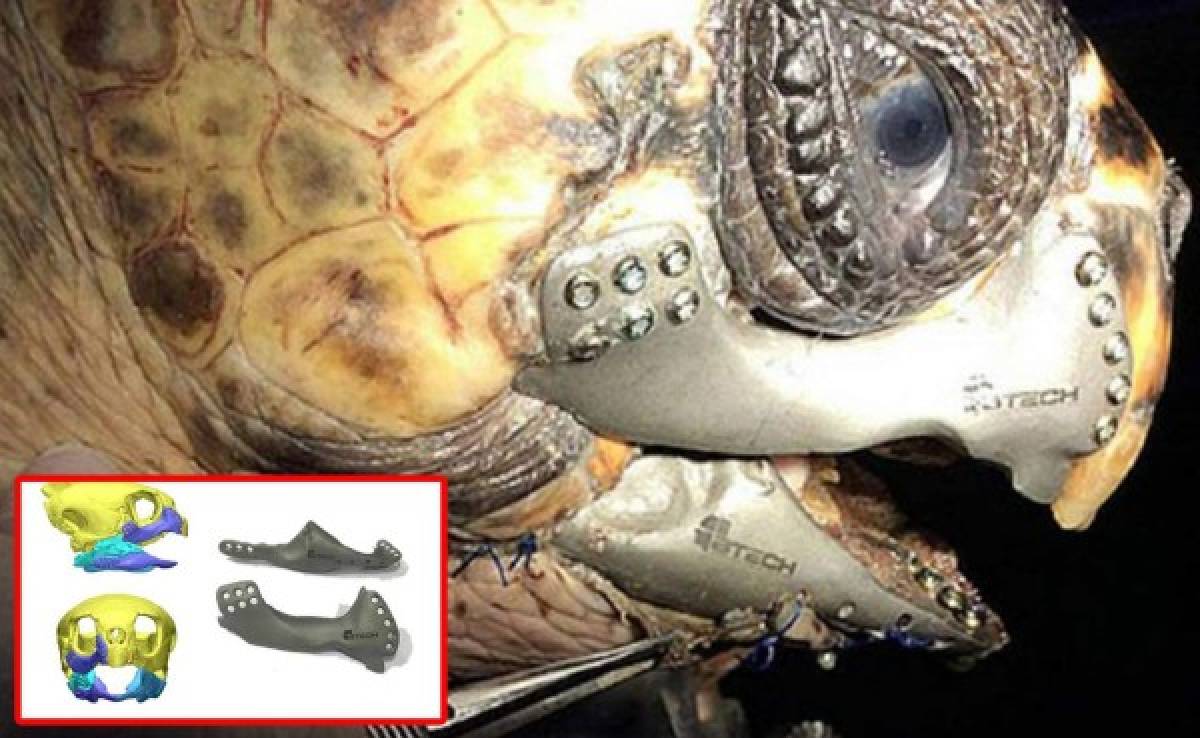 Protesis en impresora 3D salva de morir a una tortuga