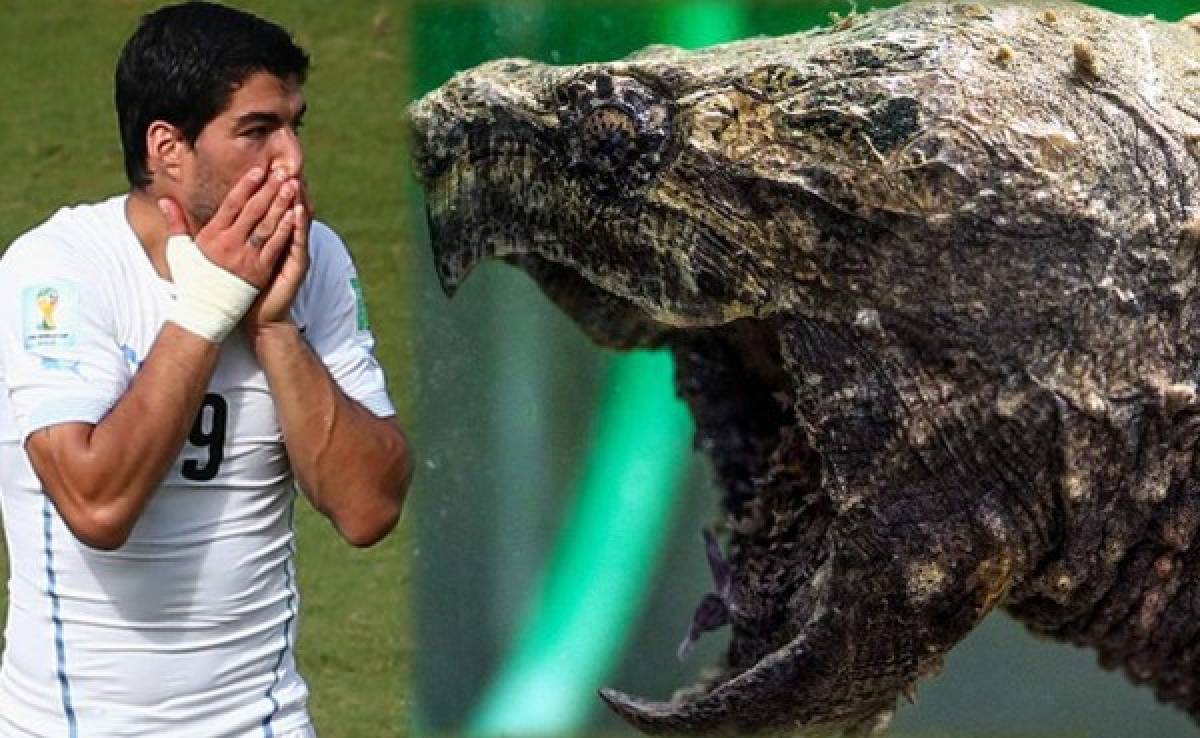 Apodan 'Suárez' a una tortuga mordedora en Alemania