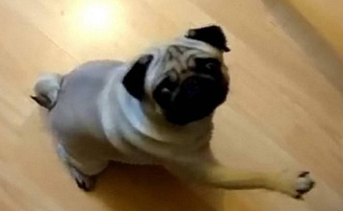 VIDEO: Hombre es arrestado por enseñar saludo Nazi a un perro
