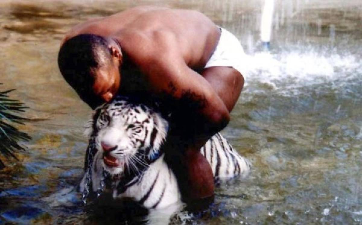 Mike Tyson: Así era el hermoso tigre que le despedazó el brazo a una mujer en Estados Unidos