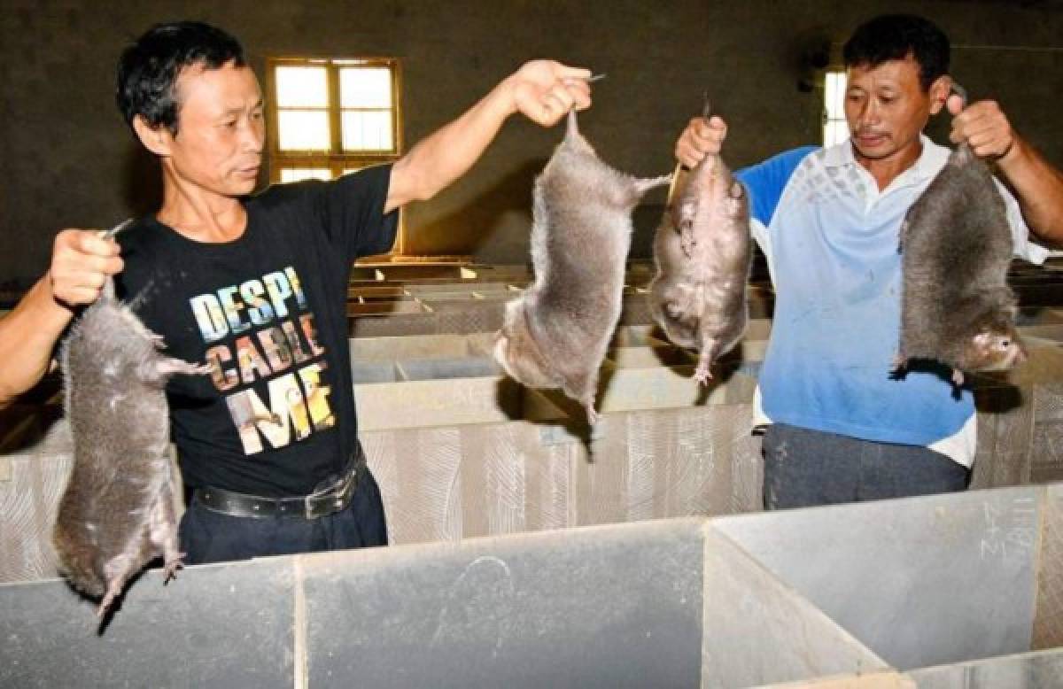 Las enormes ratas que China tenía preparadas como plato gourmet antes del coronavirus