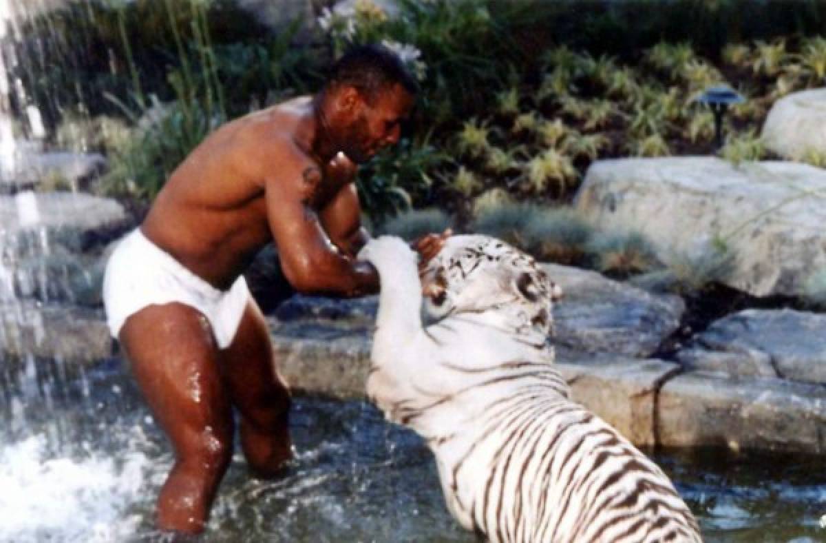 El tigre de 550 libras que tuvo que vender Mike Tyson porque le arrancó el brazo a un hombre