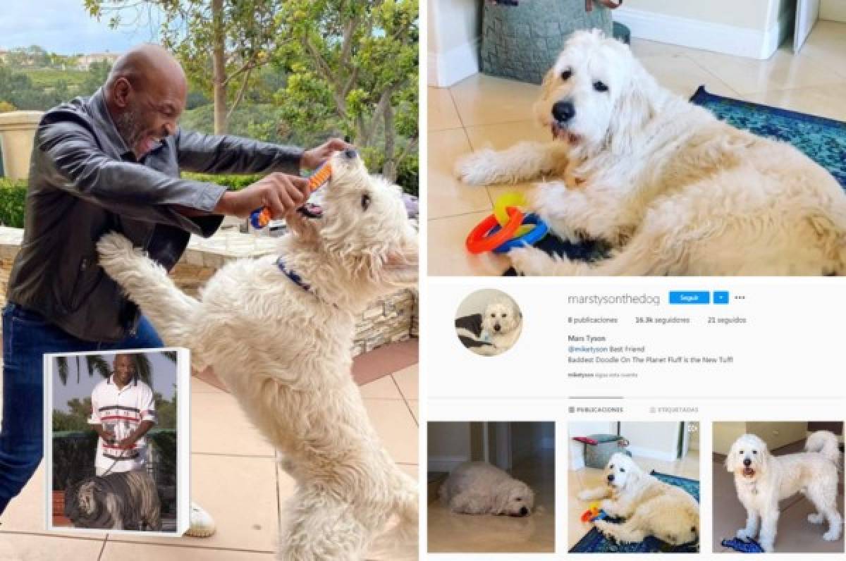 Mars, el perro de Mike Tyson que tiene Instagram y con el que trata de olvidar a su tigre