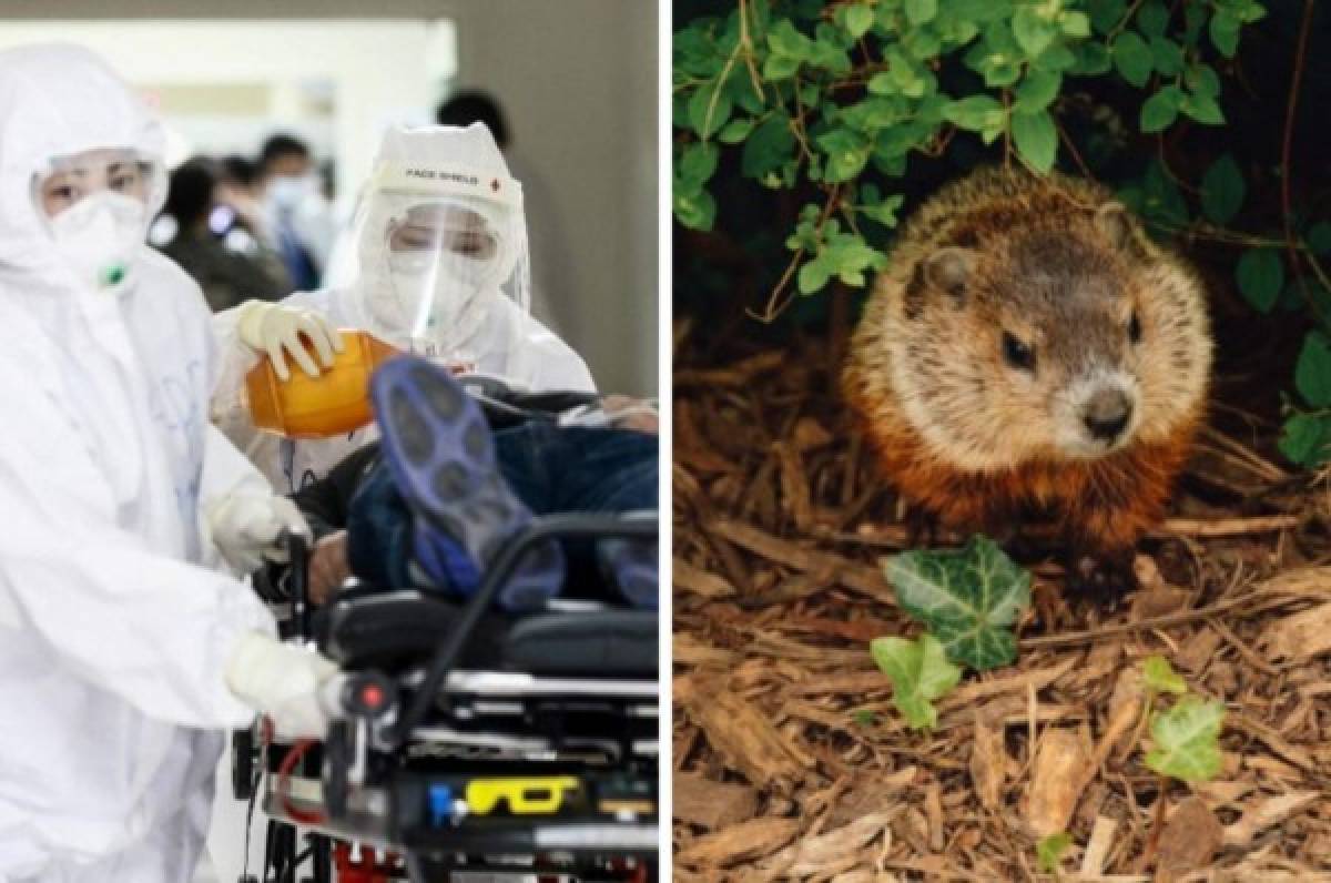 Por comer carne de marmota: Alarma en Mongolia por brote de peste negra que ya deja muertos