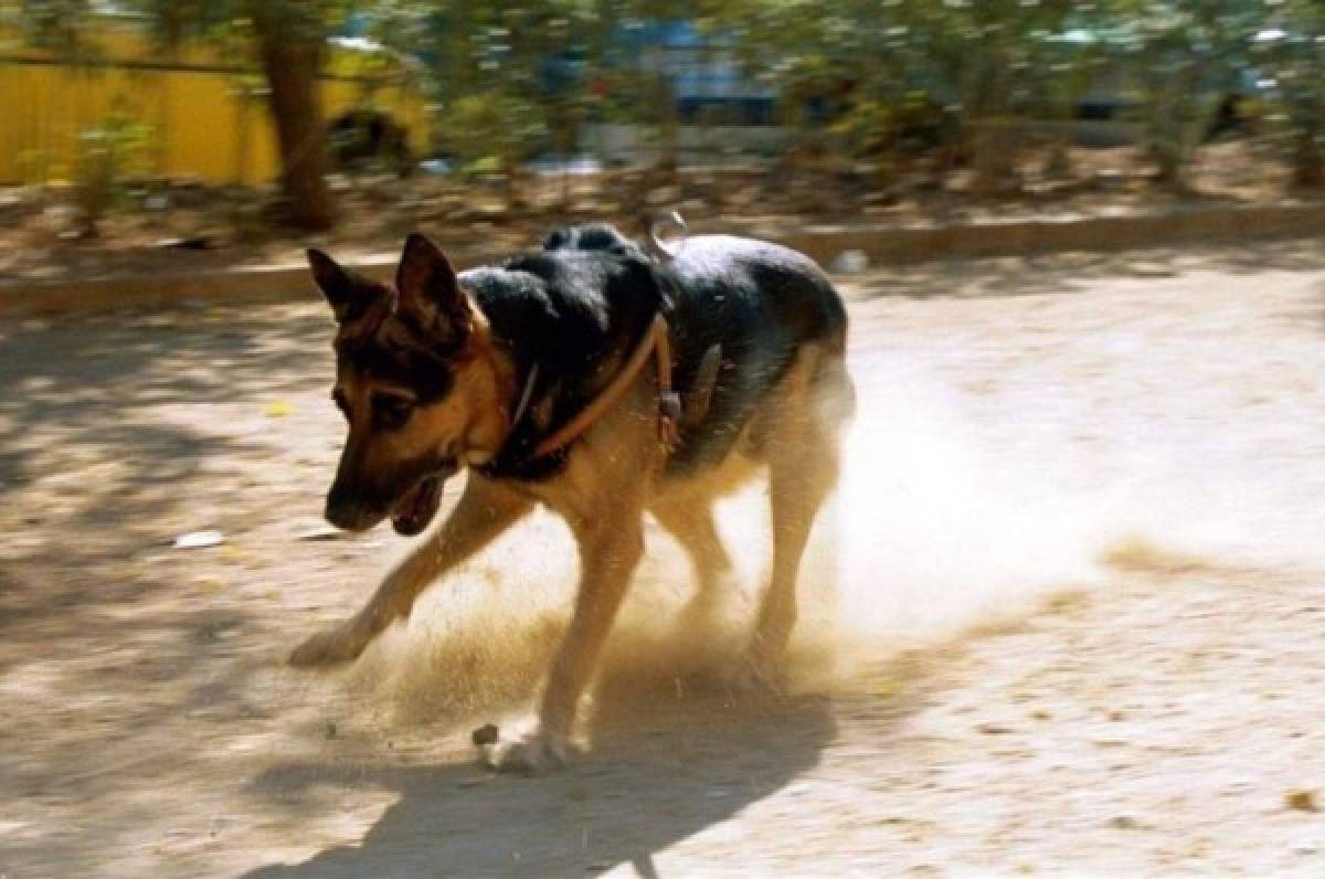 Temor y confusión: Triste noticia de un perro que dio positivo de coronavirus en Estados Unidos