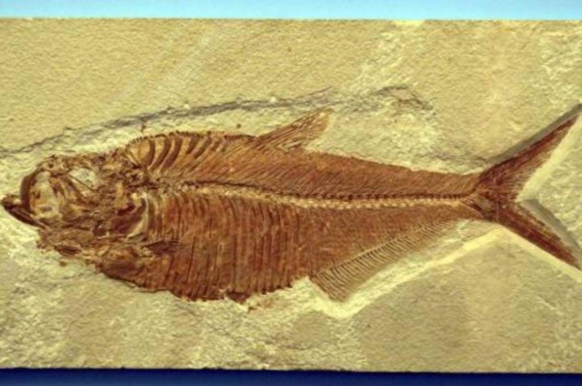 Hallan fósil de pez gigante de 70 millones de años en Patagonia argentina