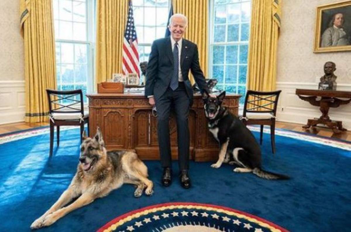 ¿Qué hicieron? Expulsan a los dos perros del presidente Joe Biden de la Casa Blanca