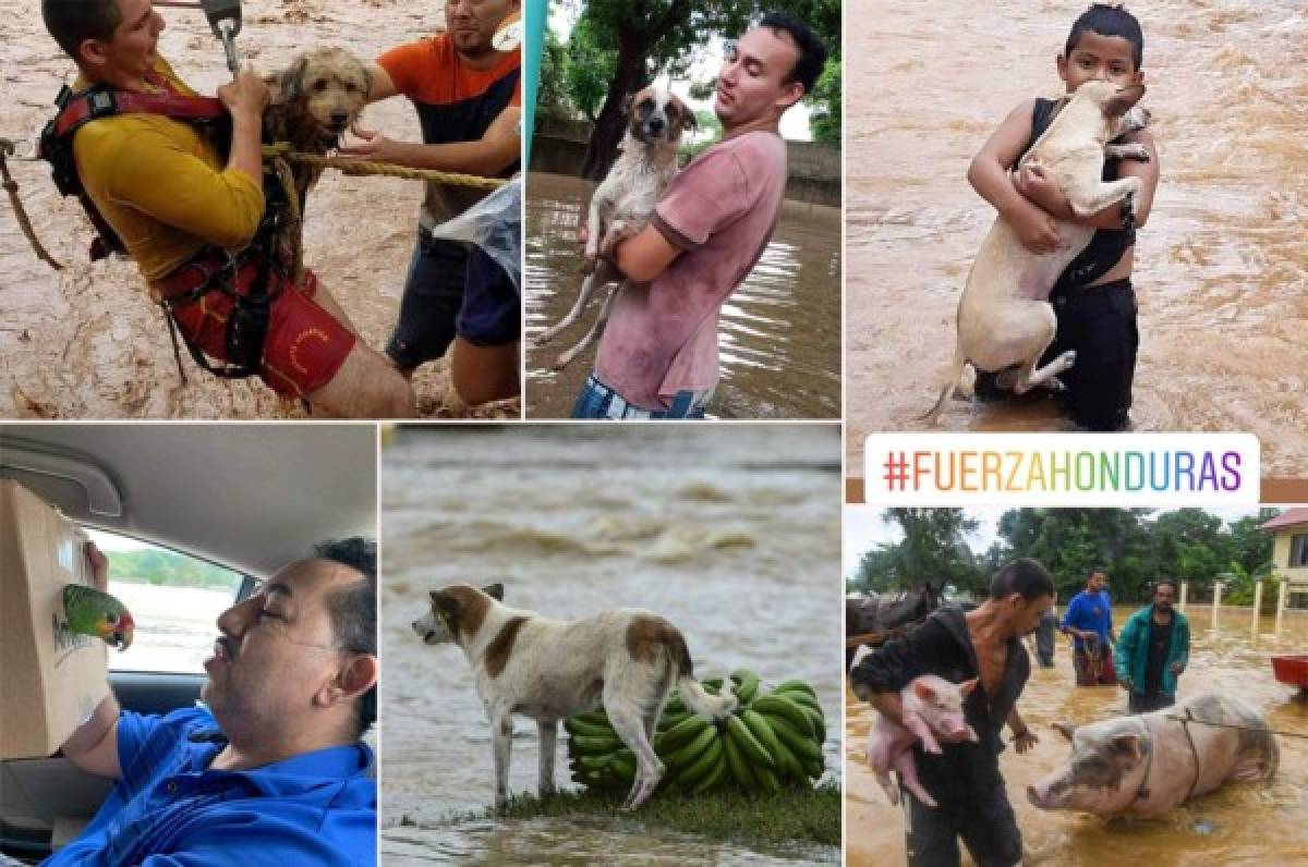 Sorprendentes fotos: Hondureños no abandonan a sus animales durante el desastre provocado por Eta