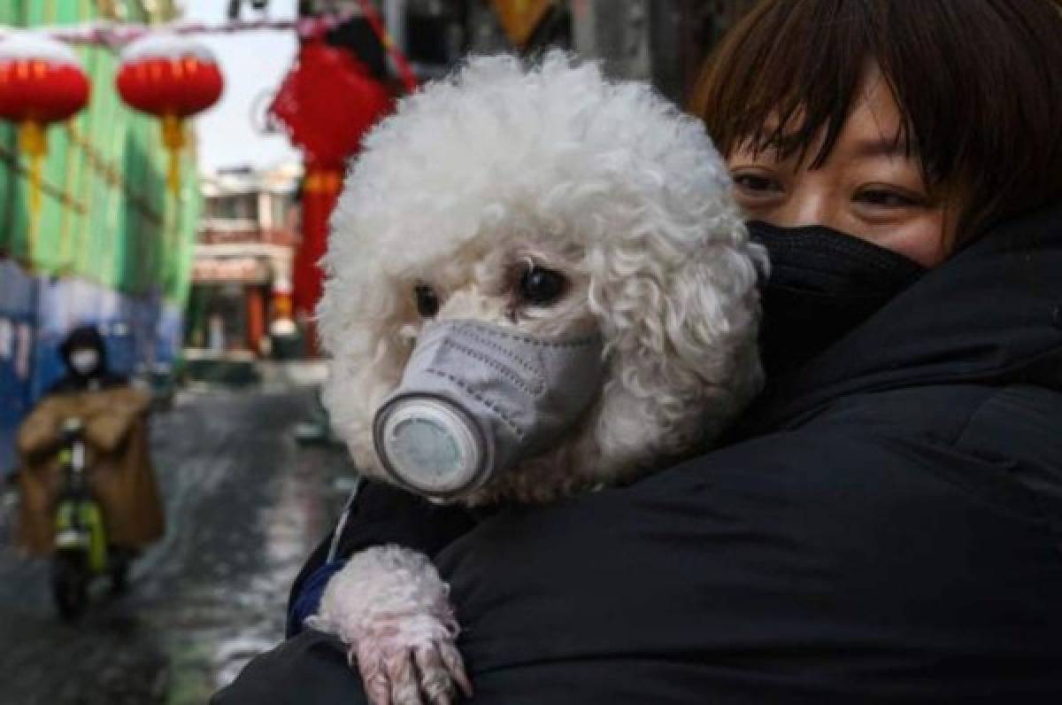 La verdadera razón por la que un perro dio positivo por coronavirus