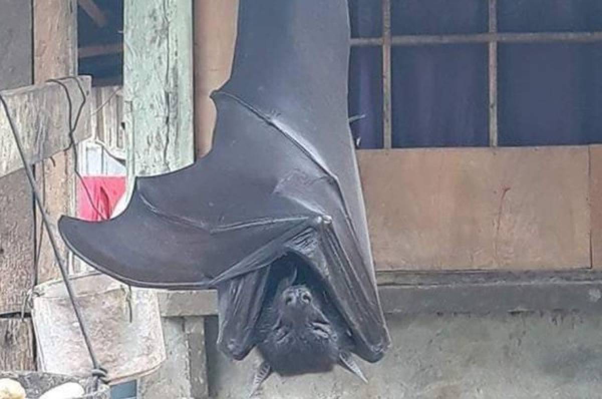 Así es el murciélago de ''tamaño humano'' que se viralizó y causó terror en las redes sociales