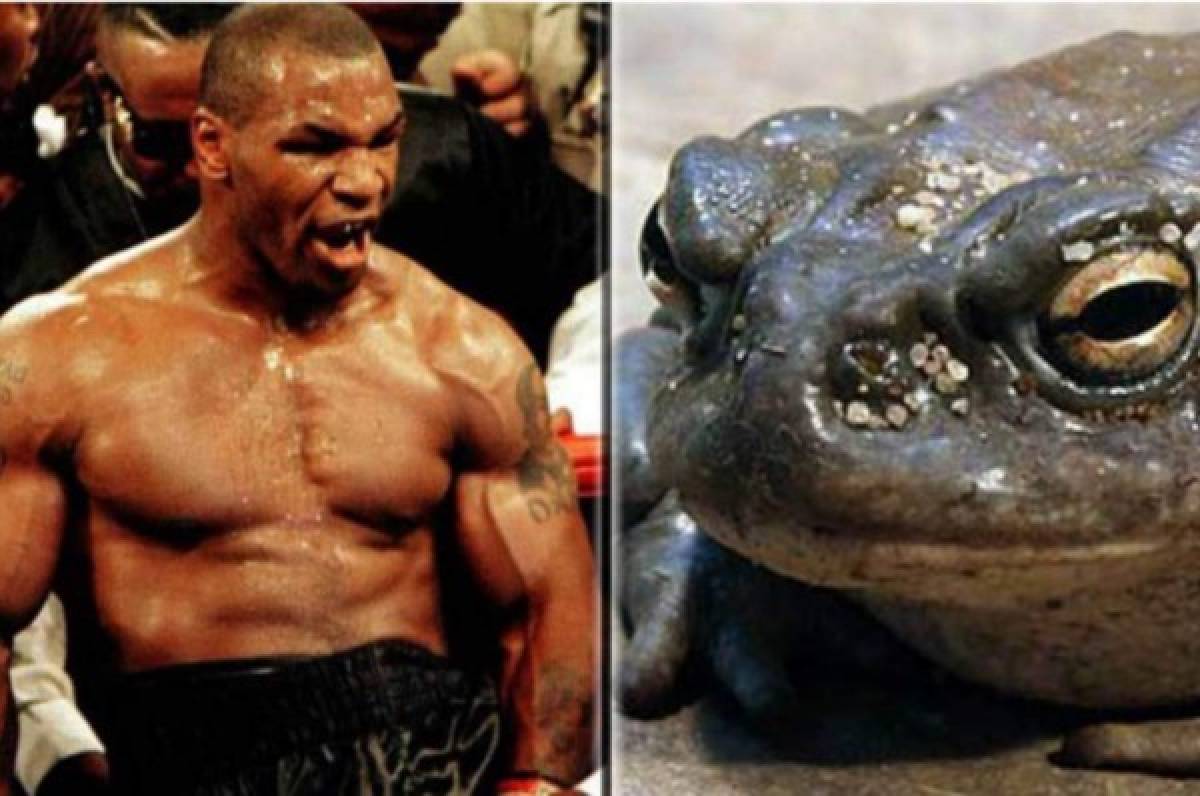 Mike Tyson se fuma un sapo alucinógeno y mata 'el monstruo que llevaba a dentro'