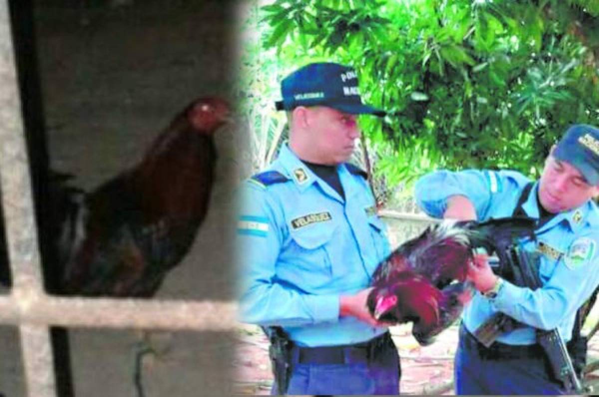 Un futbolista es el dueño del gallo que casi causa tragedia en Trujillo