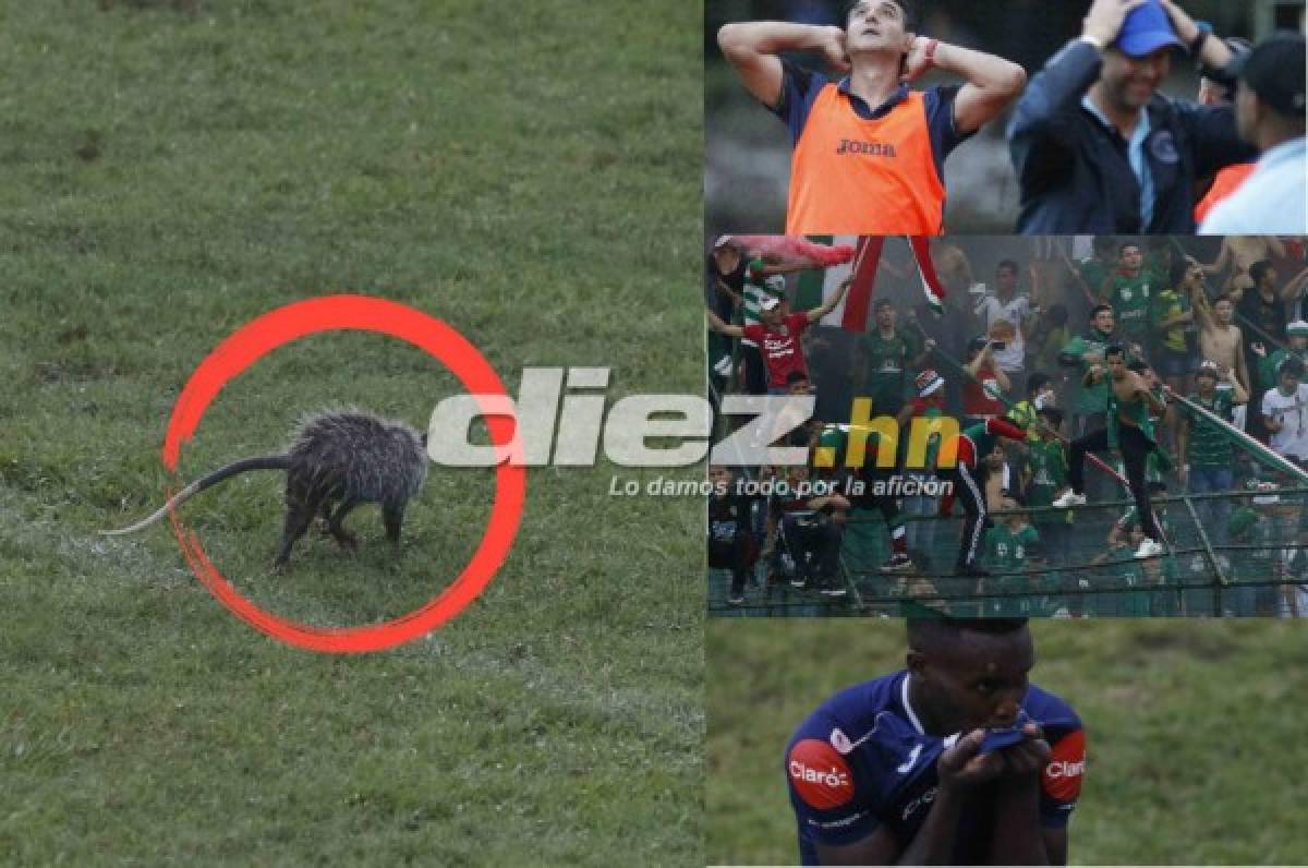 ¡Curiosas! El tacuazín que invadió la cancha y las 'garras' de Rubilio Castillo