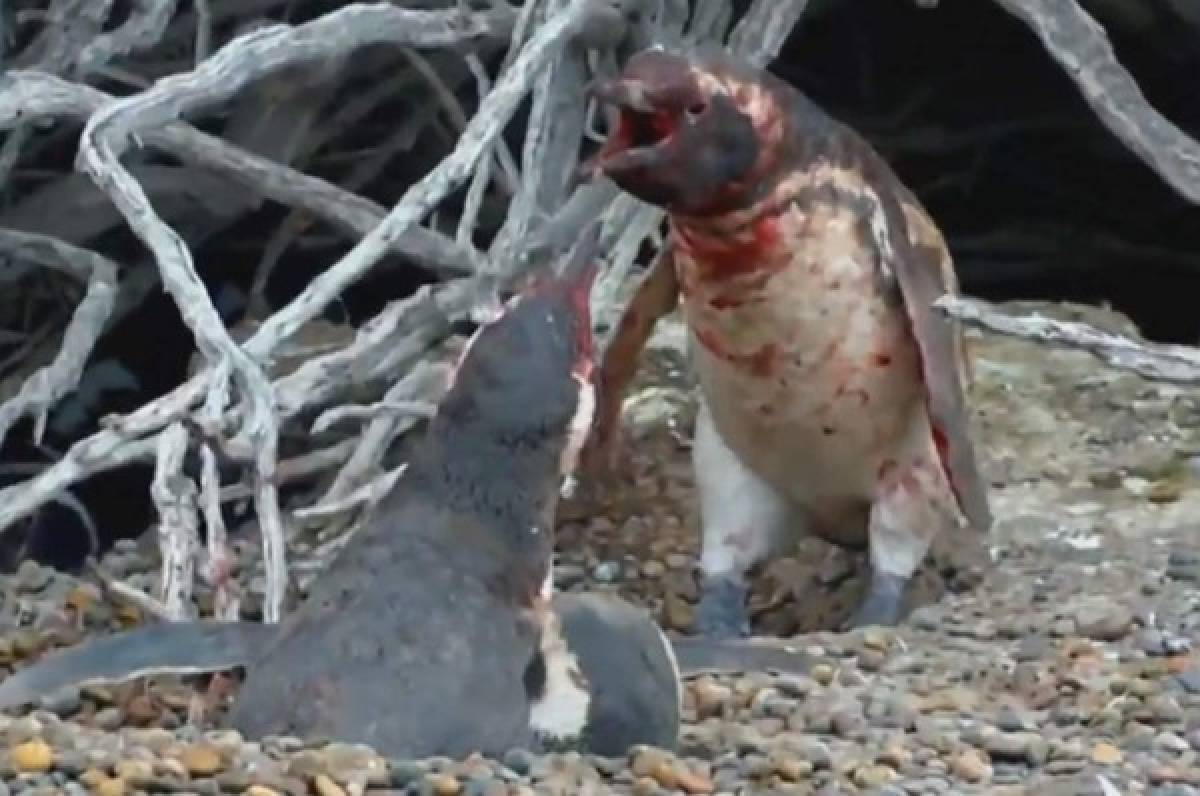 Sangrienta pelea: Pingüino regresa a casa y encuentra con otro a su pareja