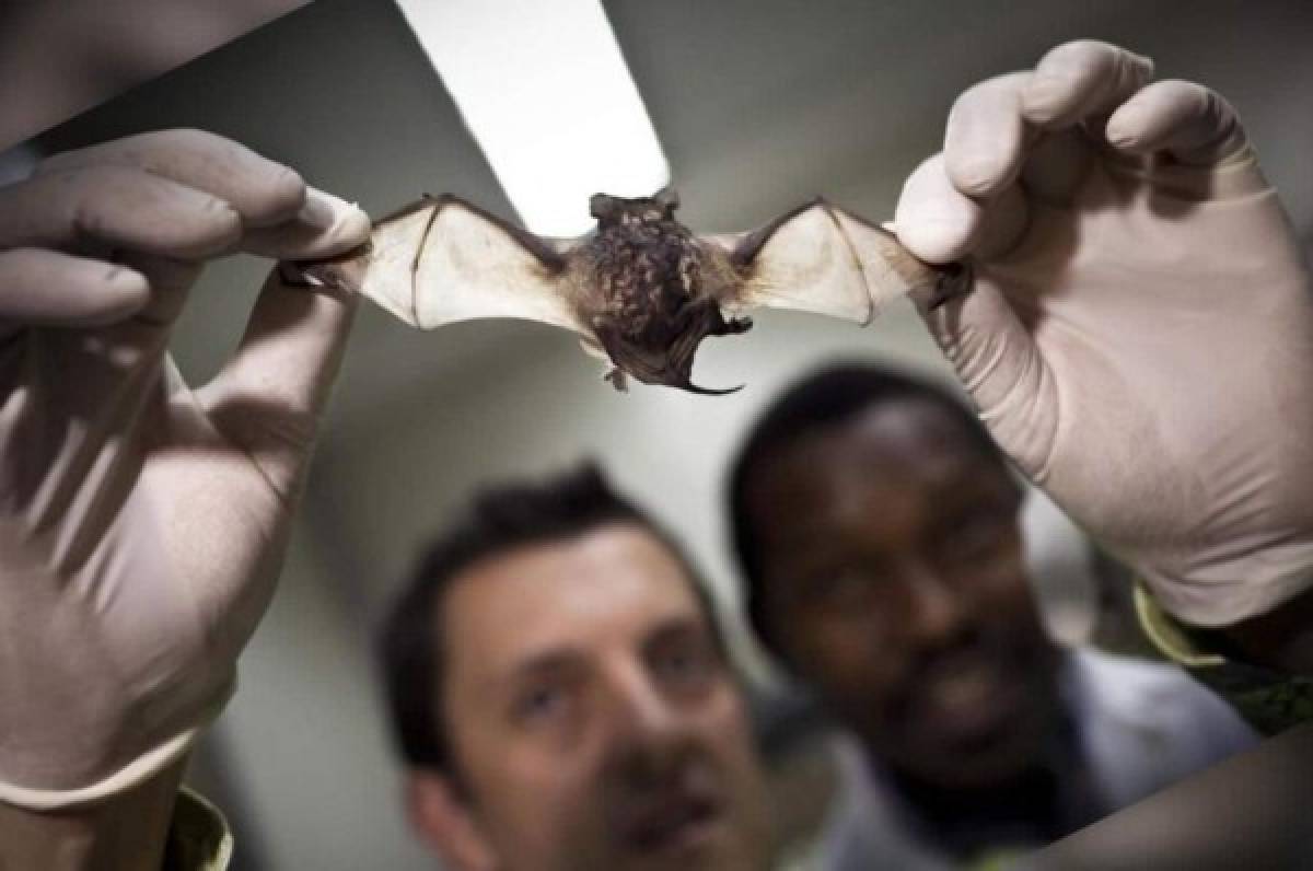 Descubren seis nuevos tipos de coronavirus en murciélagos en plena crisis