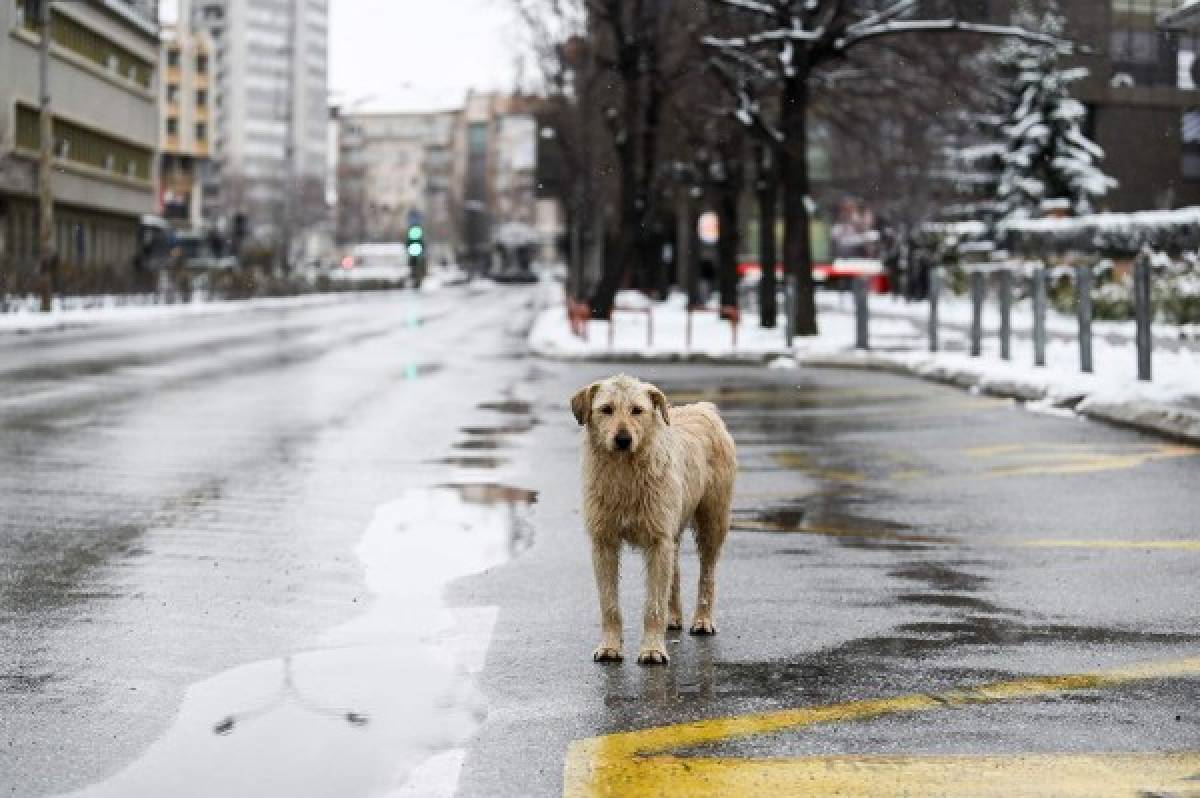 ¡Impactante! Los animales ocupan las calles de las desoladas ciudades del mundo