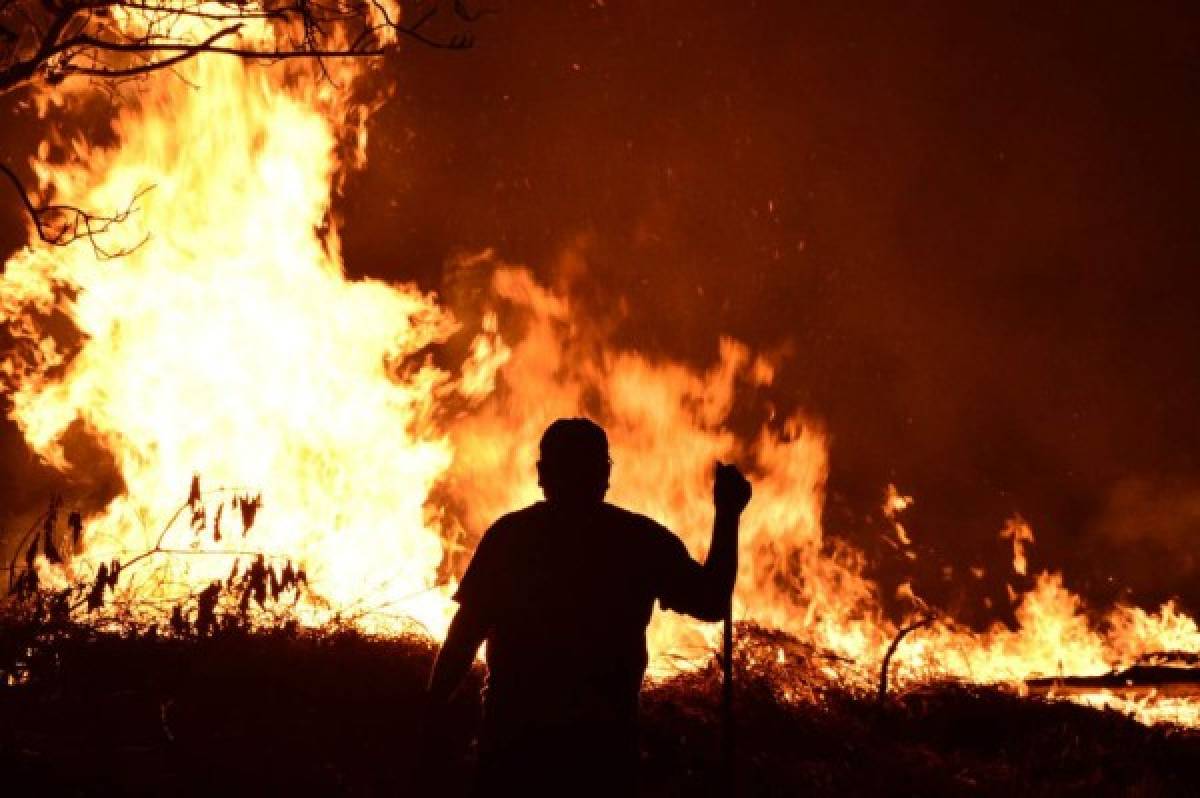 ¡Impactante! Incontrolable incendio destruye decenas de hectáreas de pino en El Hatillo