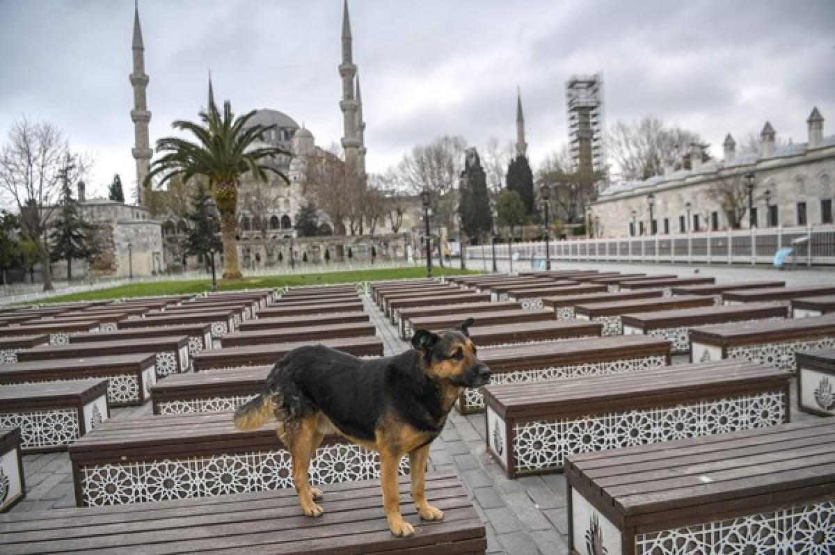 ¡Impactante! Los animales ocupan las calles de las desoladas ciudades del mundo