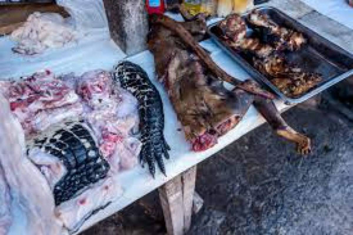 ¡Coronavirus! China prohíbe venta y consumo de carne de animales silvestres en Wuhan