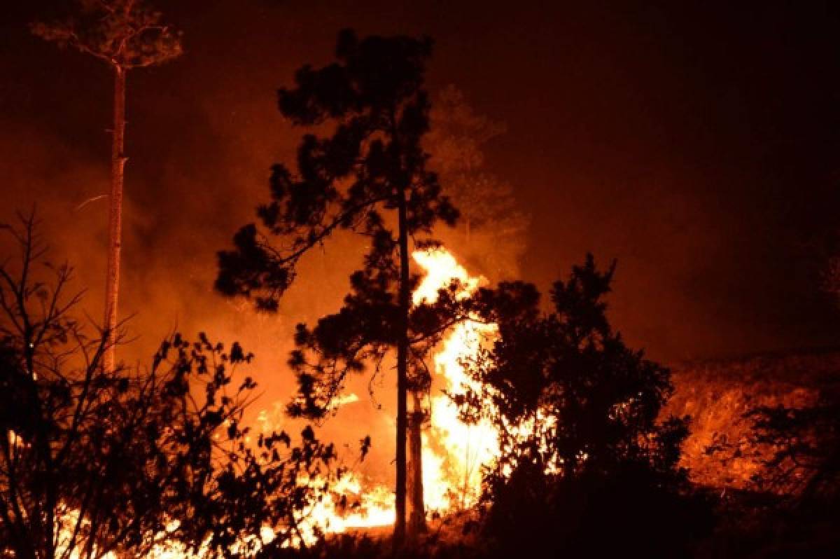 ¡Impactante! Incontrolable incendio destruye decenas de hectáreas de pino en El Hatillo