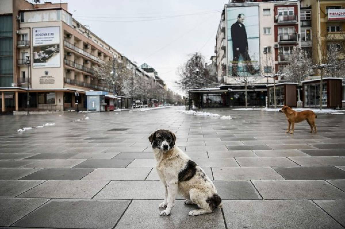 ¡Impactante! Los animales ocupan las calles de las desoladas ciudades del mundo