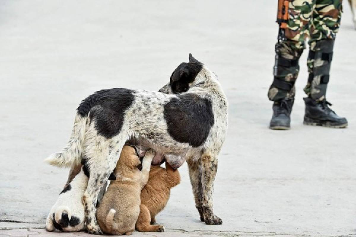 ¡Impactante! Los animales ocupan las calles de las desoladas ciudades del mundo