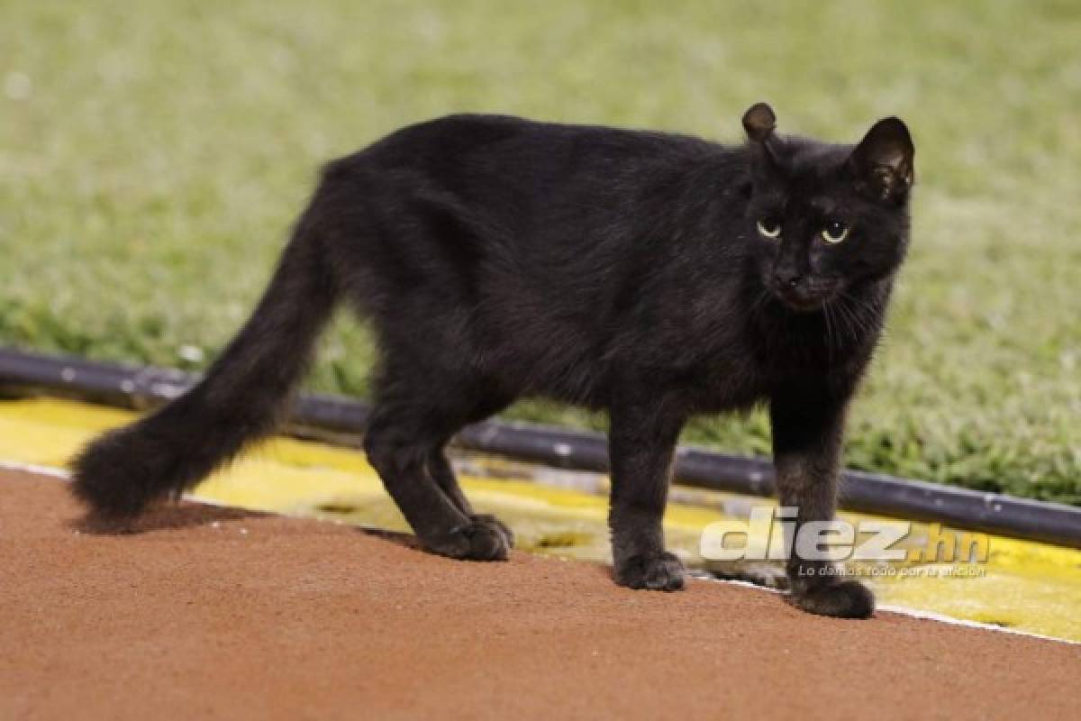 Las chicas, el gato negro y el ambientazo para alentar al Olimpia ante Seattle Sounders