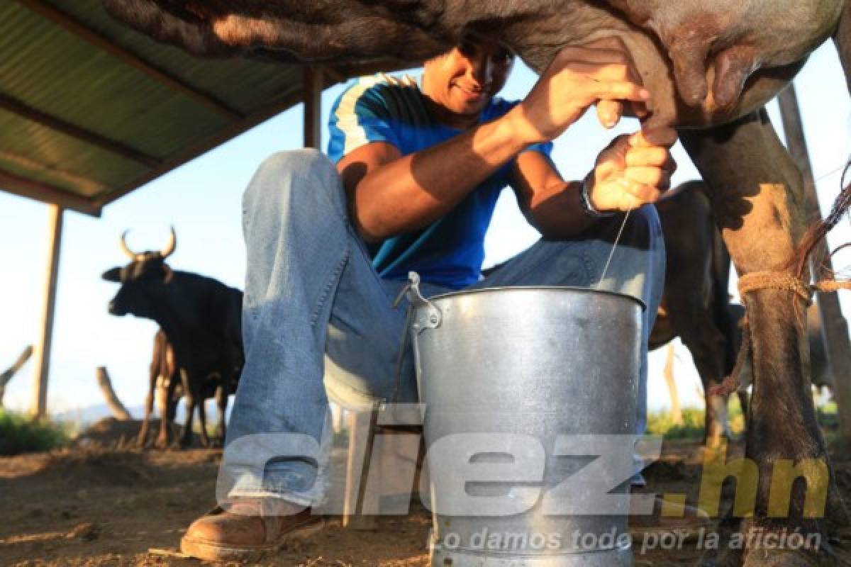 Así es la vida del portero Donis Escober entre ganado en su pueblo natal
