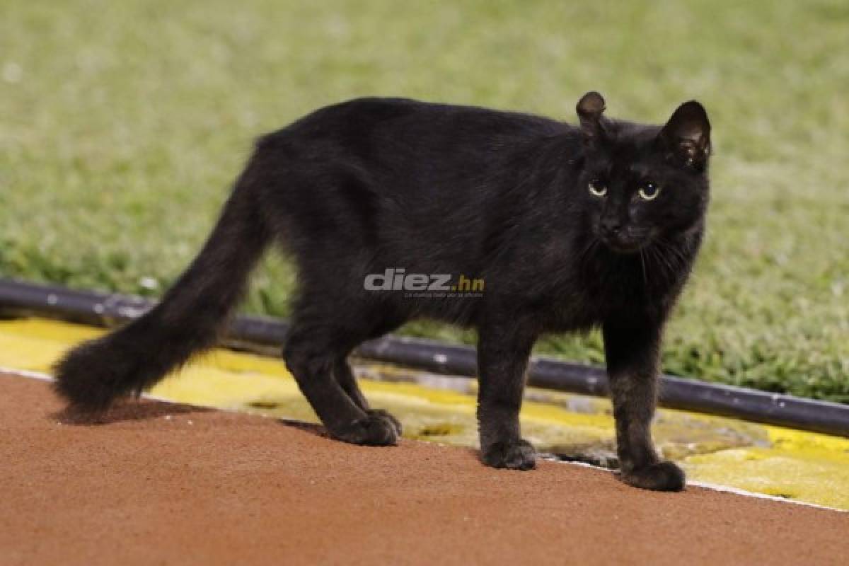 El gato negro en el Olímpico; el respeto a Troglio y Arboleda hace enloquecer a un jugador