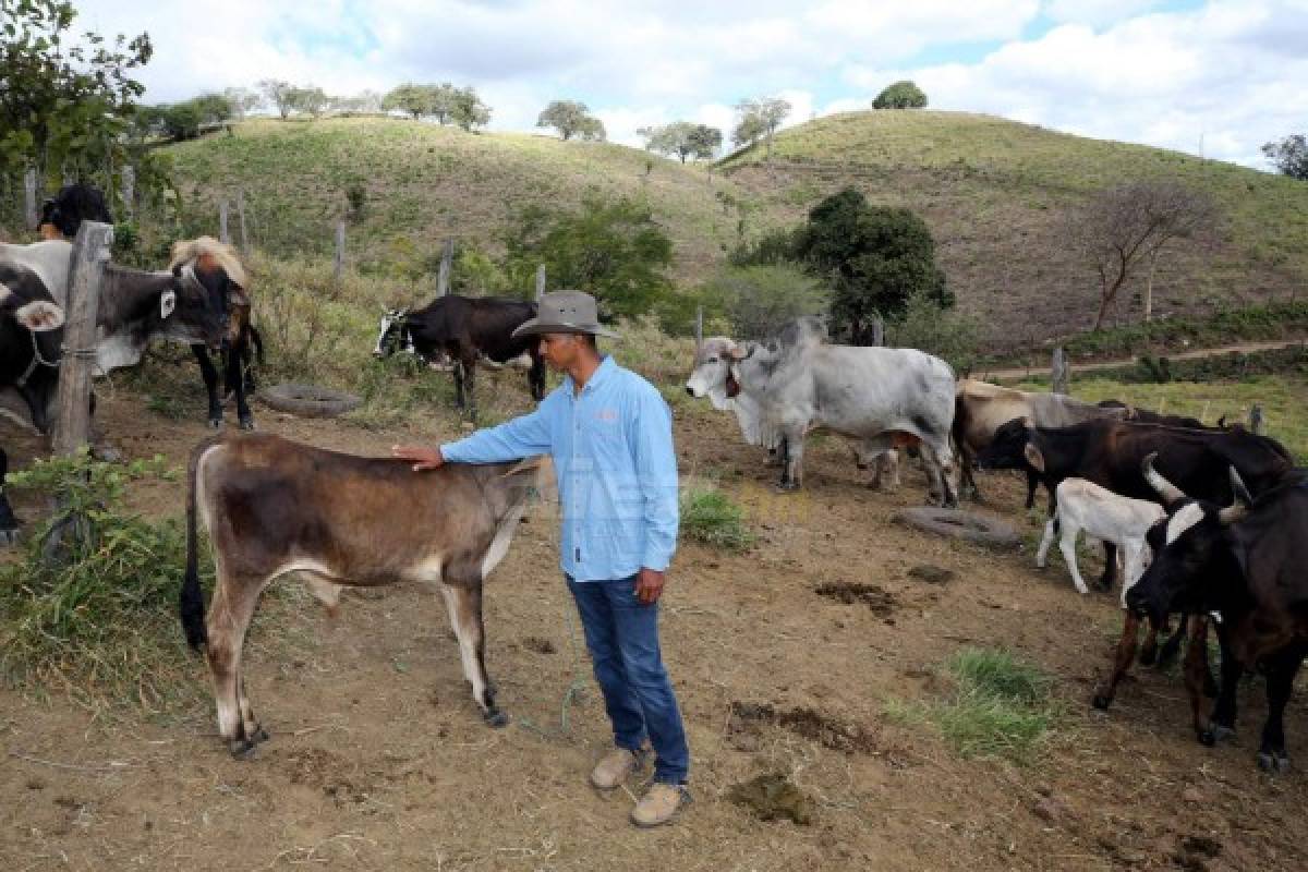 Donis Escober, ganadero: de sombrero y buen jinete; cambió la pelota por el ordeño de vacas