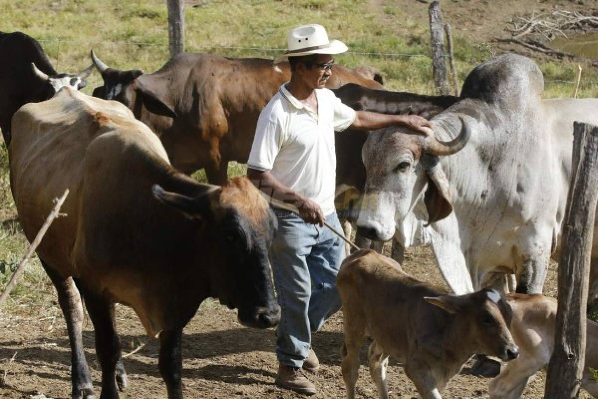 Donis Escober, ganadero: de sombrero y buen jinete; cambió la pelota por el ordeño de vacas