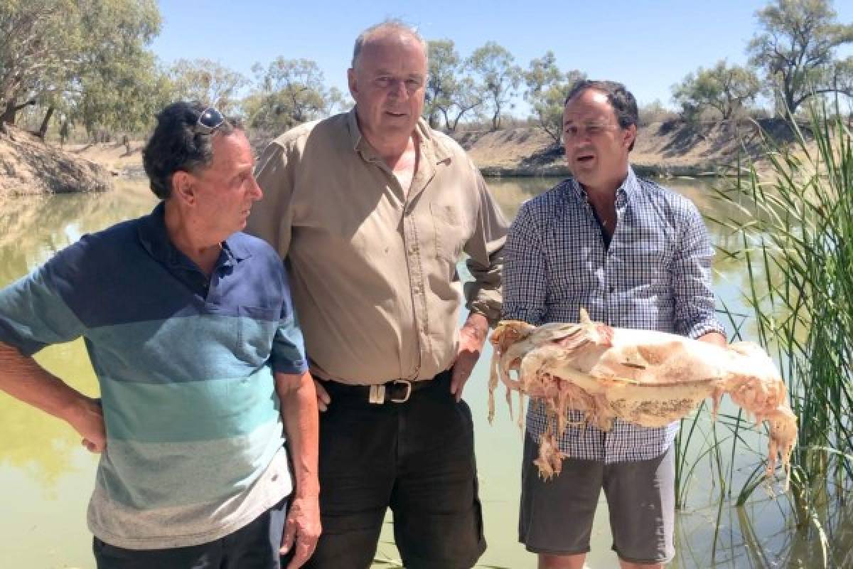 Animales muertos y carreteras derretidas: Las terribles imágenes de la ola de calor en Australia