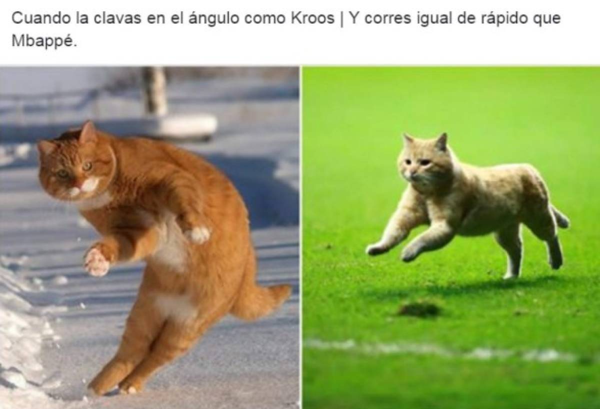 El gato, protagonista de los memes del sufrido triunfo de México ante Bermudas
