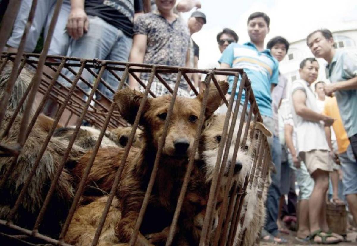 Los animales que China permitirá para el consumo humano ante la tragedia por coronavirus