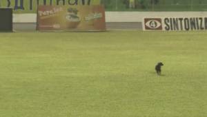 El perro ingresó al momento del cambio al minuto 77, un momento que generó mucha polémica. (Foto: El Gráfico).