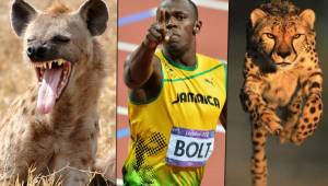 El corredor más rápido del mundo perdería una carrera contra estos animales.