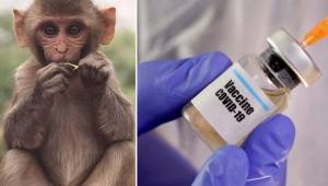 Un laboratario chino experimentó la vacuna contra la COVID-19 en monos y resultó un éxito.