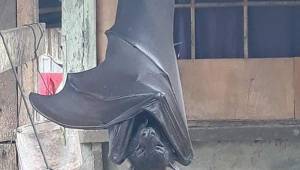 Se trata de un murciélago diadema, la especie más grande del mundo.