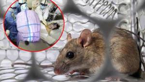 En China reportaron por primera vez una muerte por hantavirus, una enfermedad que también afecta a los pulmones.