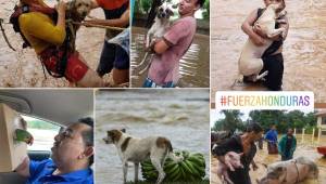 Una gran parte del pueblo catracho tuvo que huir de sus viviendas, pero no abandonaron a sus mascotas en medio de las inundaciones.